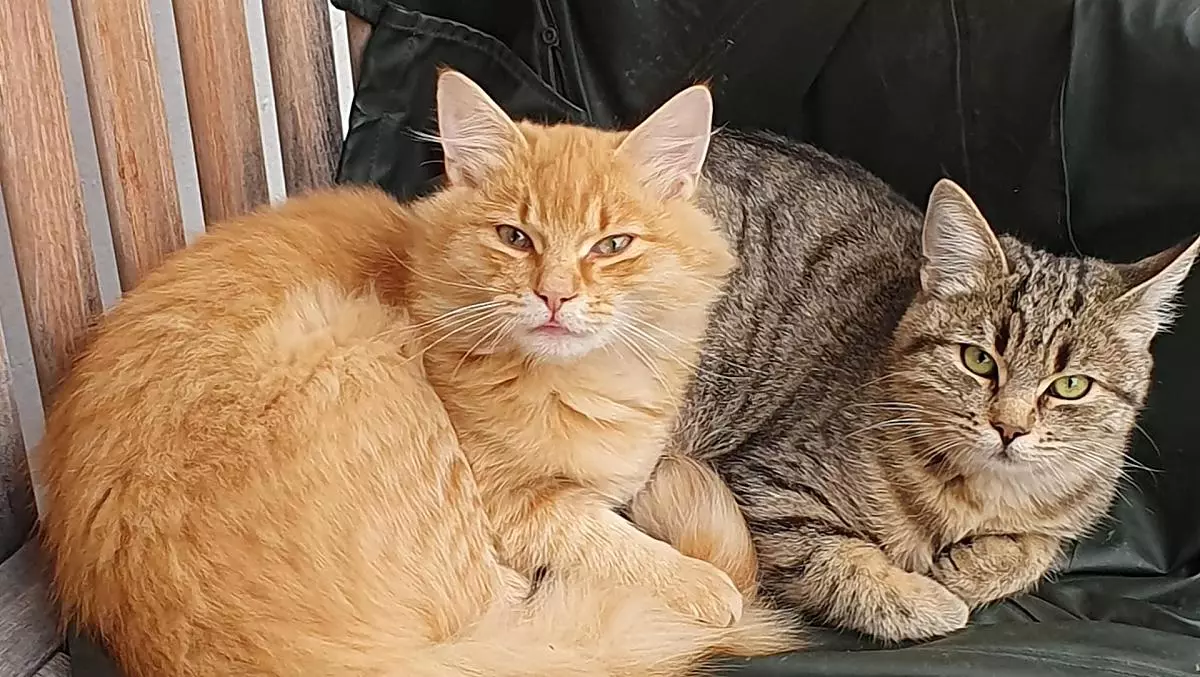 I nostri gatti non vedono l'ora di giocare con i bambini.