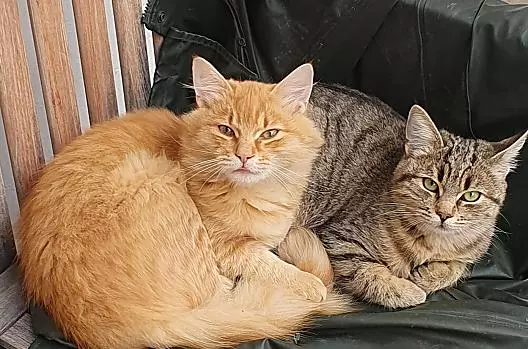 I nostri gatti non vedono l'ora di giocare con i bambini.