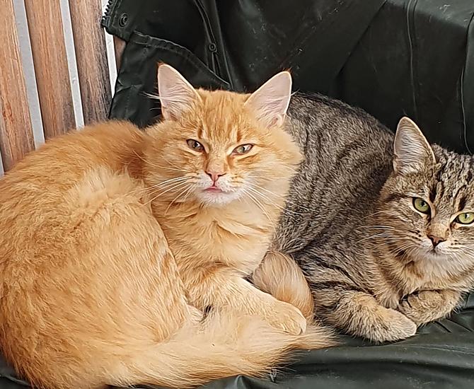 I nostri gatti non vedono l'ora di giocare con i bambini.
