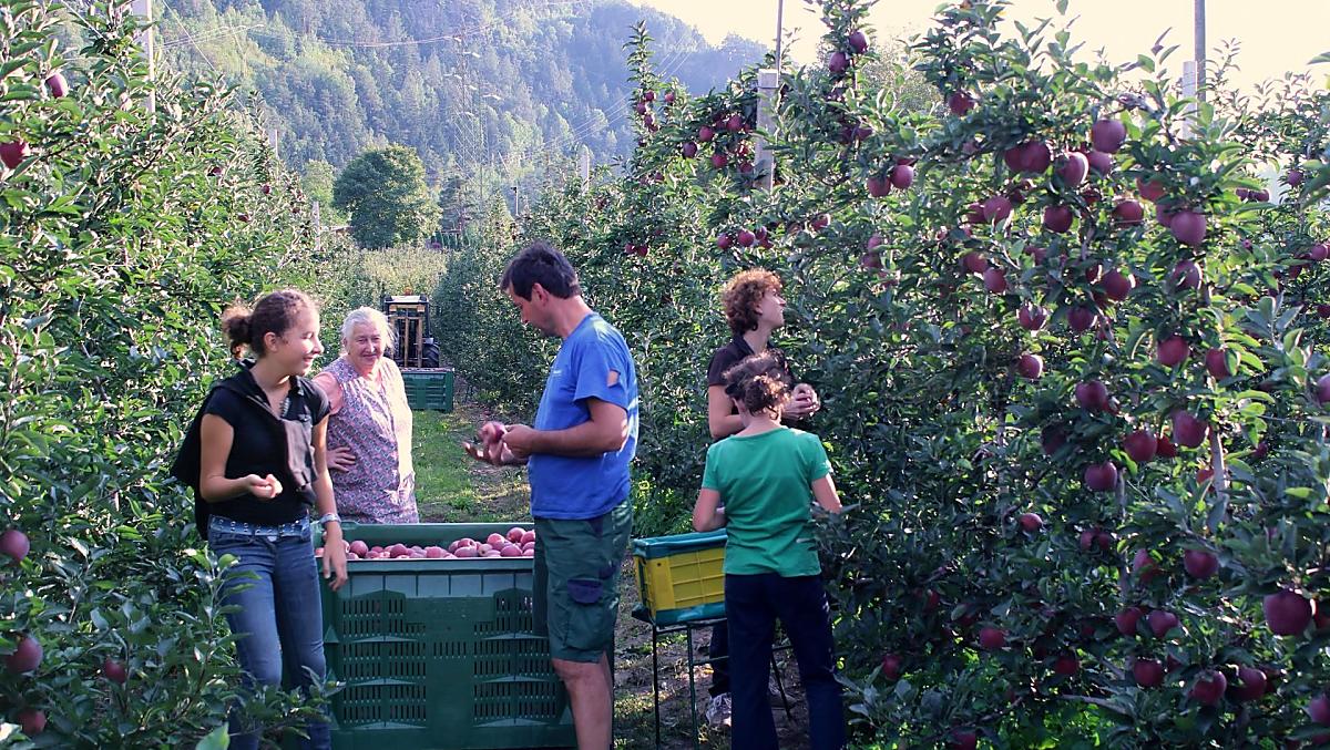 Durante la raccolta delle mele, tutta la famiglia dà una mano.
