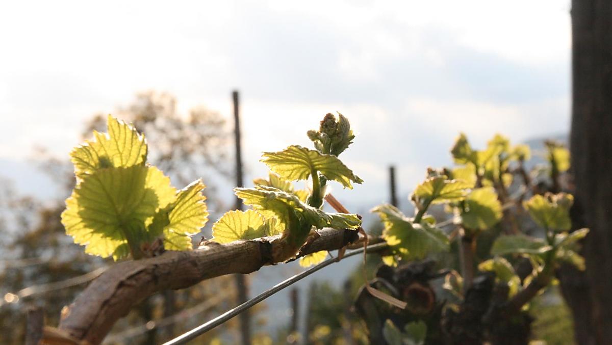 Primavera nei vigneti