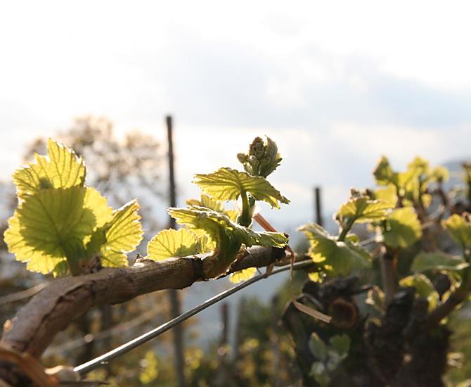 Primavera nei vigneti