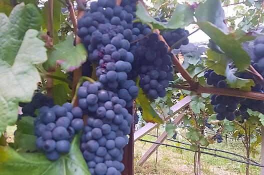 Uve di Pinot nero