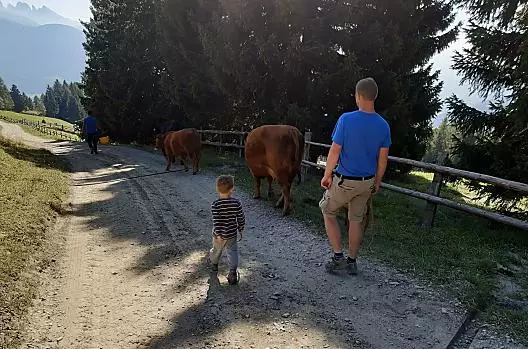 In autunno, le mucche vengono allontanate dall'alpeggio.