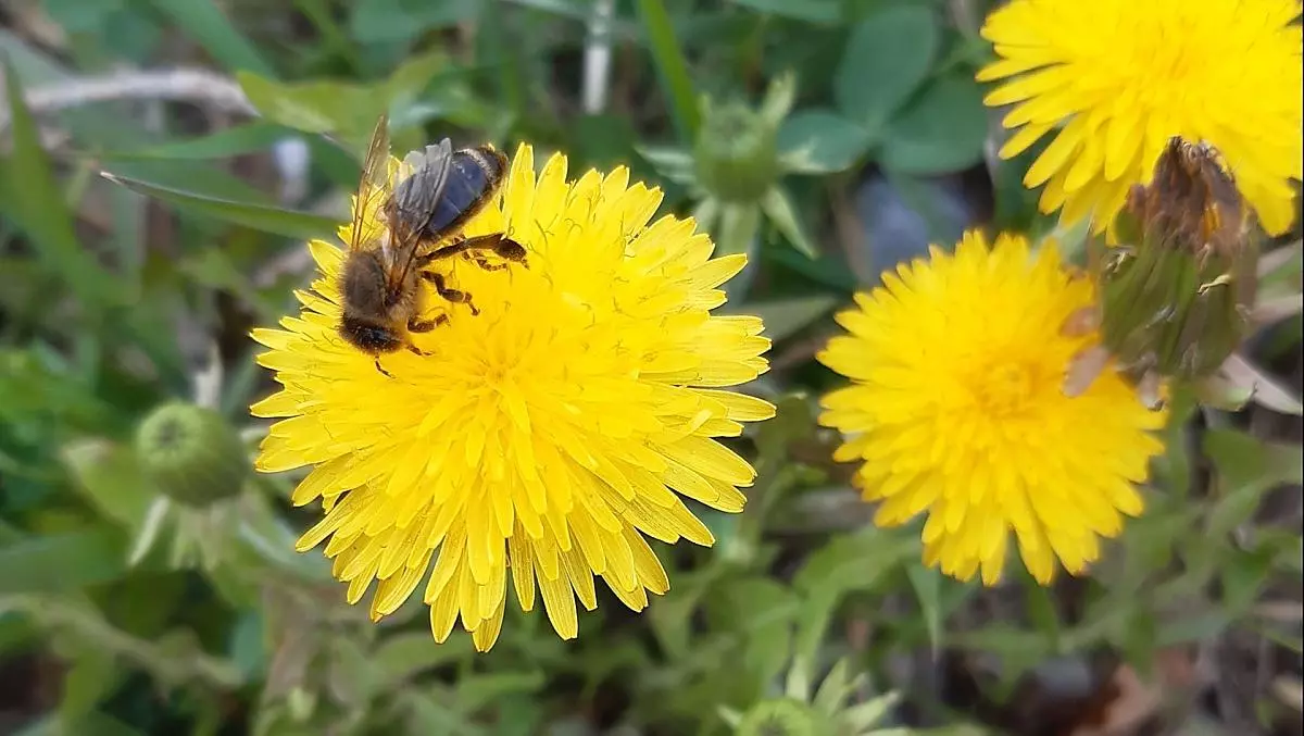 Le api ricompaiono anche in primavera.