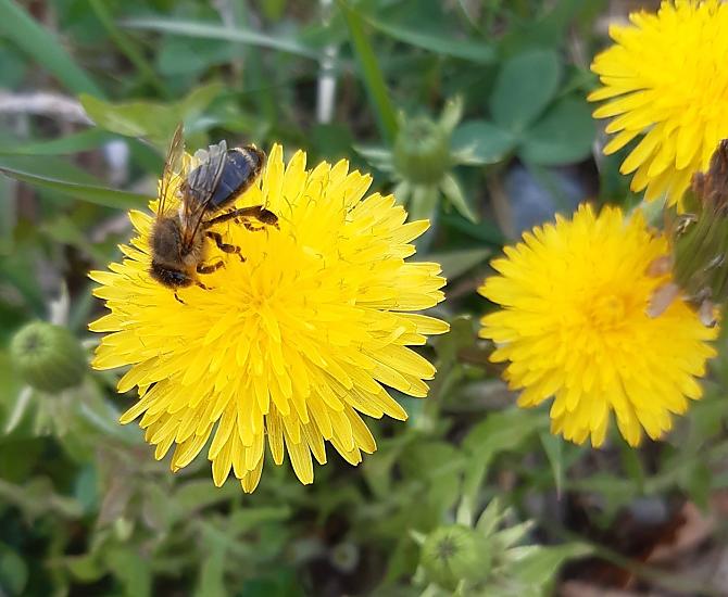 Le api ricompaiono anche in primavera.