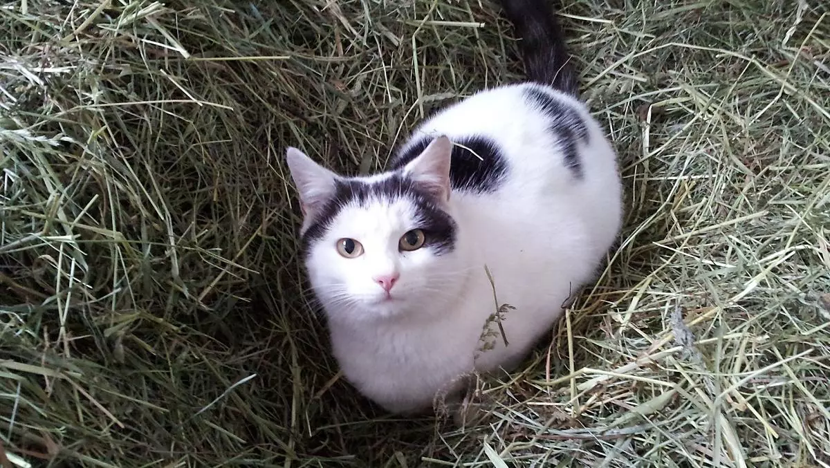 I nostri gatti aspettano di essere accarezzati.