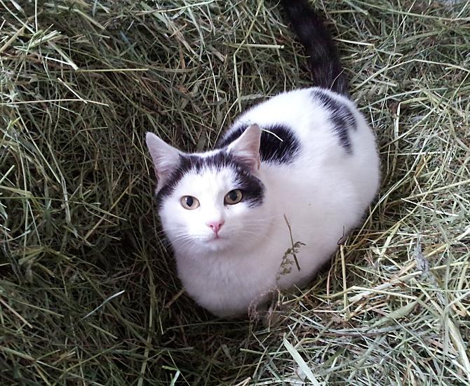 I nostri gatti aspettano di essere accarezzati.