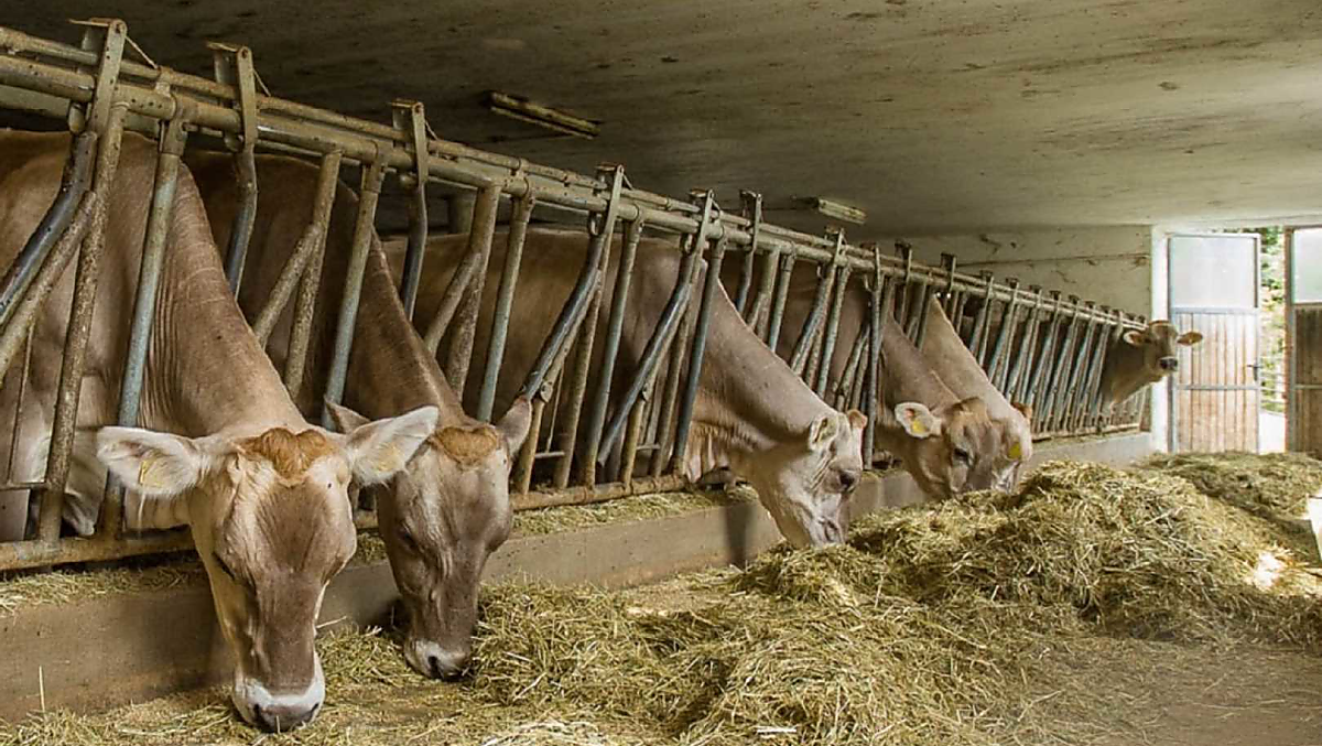 Le nostre mucche nella stalla si gustano il fieno essiccato al sole.
