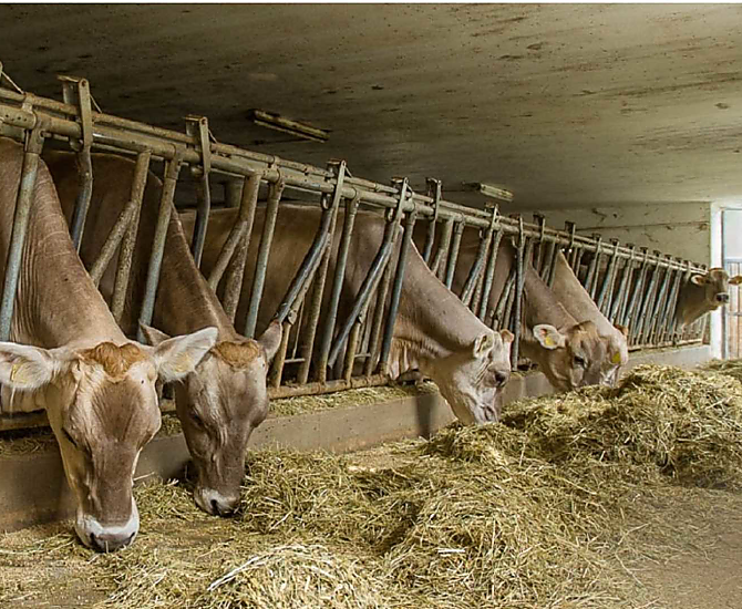 Le nostre mucche nella stalla si gustano il fieno essiccato al sole.