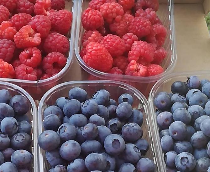 Tutti aiutano diligentemente nella raccolta dei frutti di bosco.
