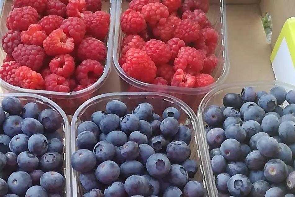 Tutti aiutano diligentemente nella raccolta dei frutti di bosco.