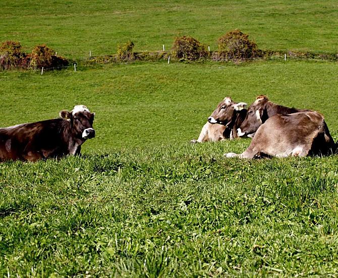 I vitelli si godono l'erba rigogliosa del pascolo.