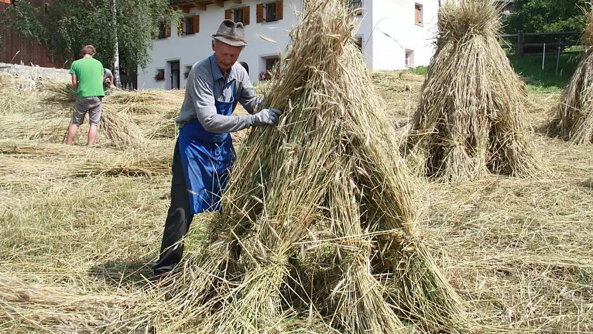 La segale viene tagliata e messa ad asciugare.