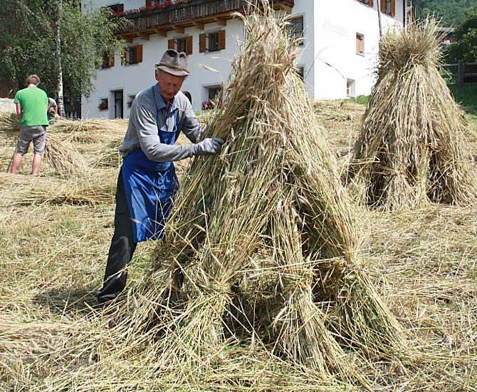 La segale viene tagliata e messa ad asciugare.