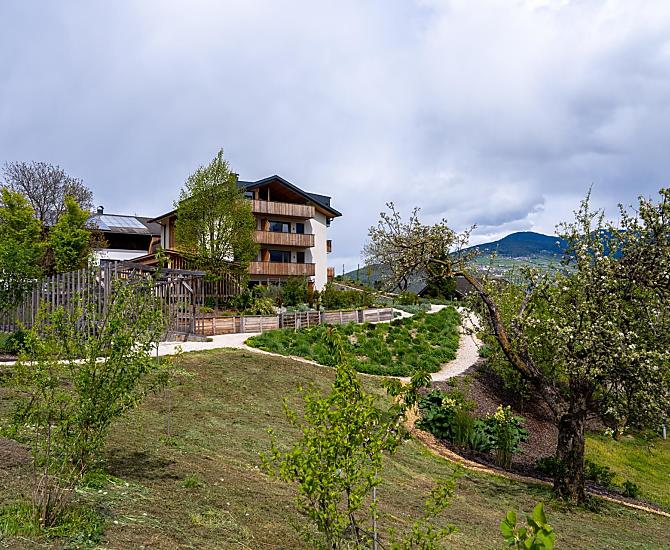 Melo antico e nuovi alberi di prugne in piena fioritura