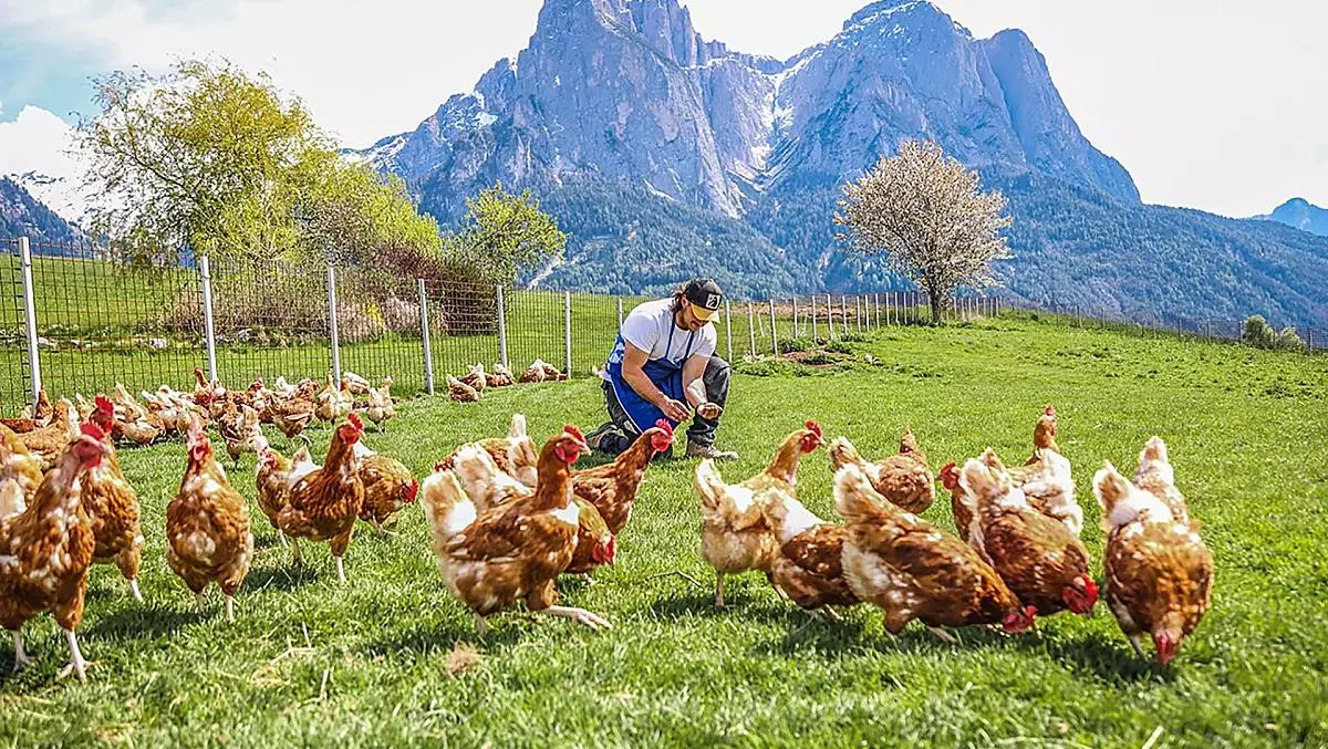 Le nostre galline con vista sullo Sciliar