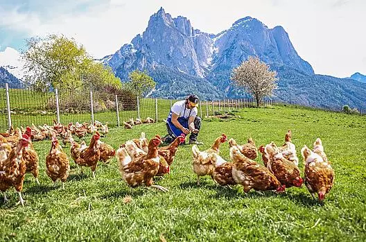 Le nostre galline con vista sullo Sciliar