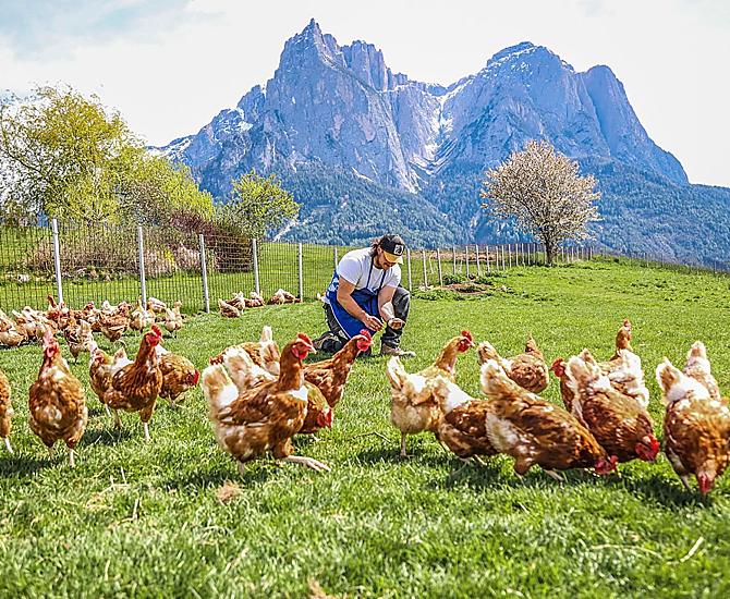 Le nostre galline con vista sullo Sciliar