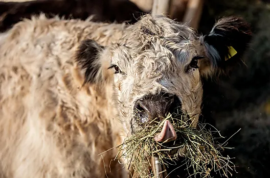 I nostri bovini Galloway vivono tutto l'anno al maso e adorano essere coccolati.
