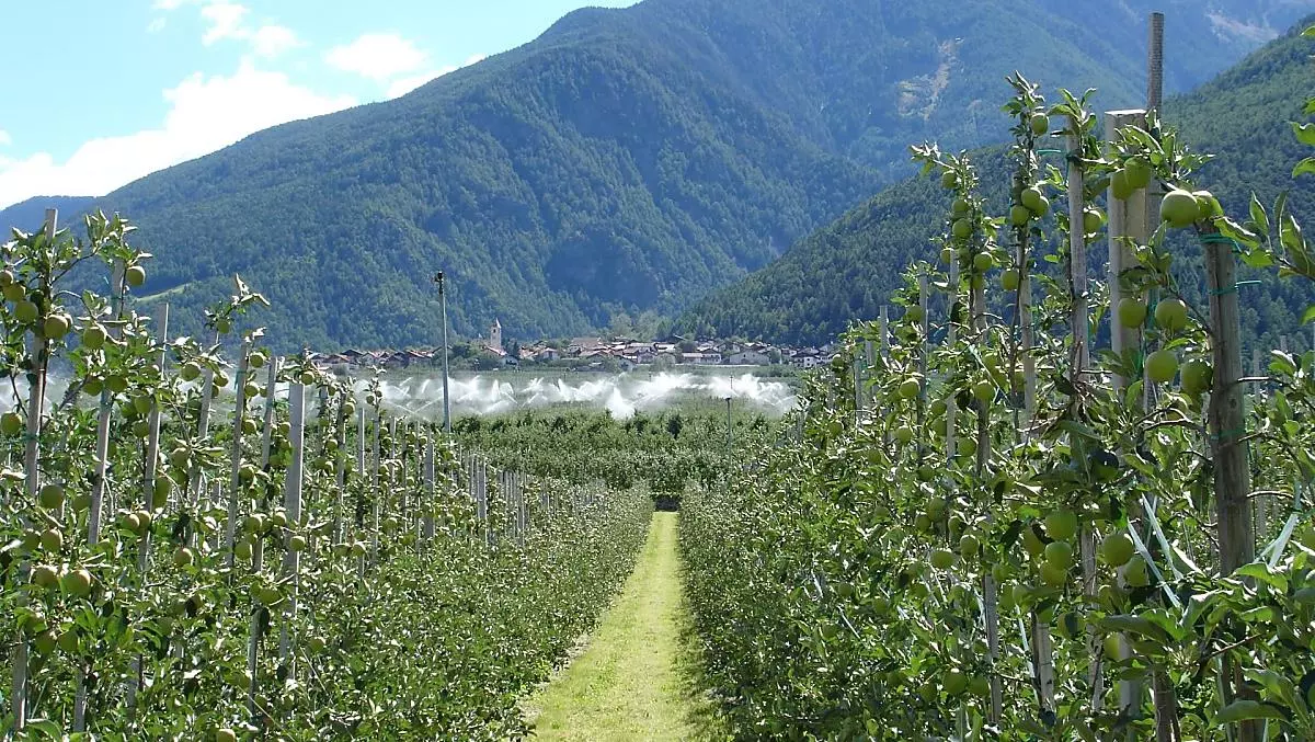 I nostri meleti
