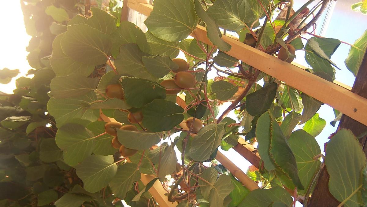 I kiwi sono maturi