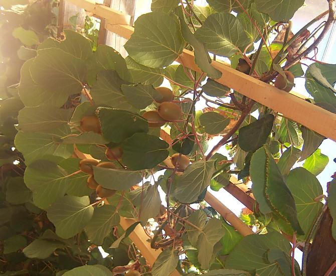 I kiwi sono maturi