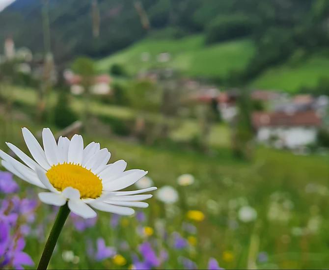 Seeberhof - Bildergalerie Photo