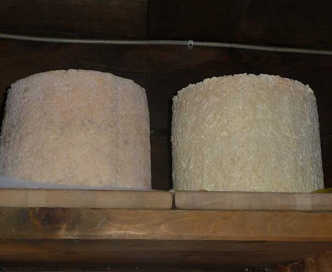 Il contadino anziano produce il formaggio Graukäse della Valle Aurina in alpeggio secondo un'antica tradizione. Il Graukäse è un formaggio a basso contenuto di grassi e molto salutare. 