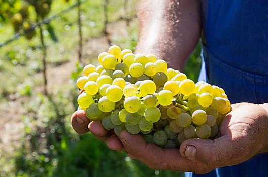 Weingut Weitgruber-Raffeis - Liste Photo