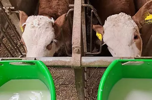 Ameli e Kranze mentre bevono il latte