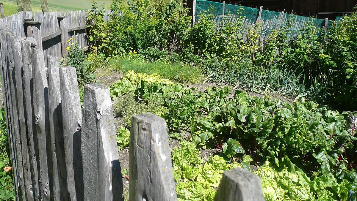 A seconda della disponibilità, ci sono verdure, erbe aromatiche e frutti di bosco dell'orto del maso.