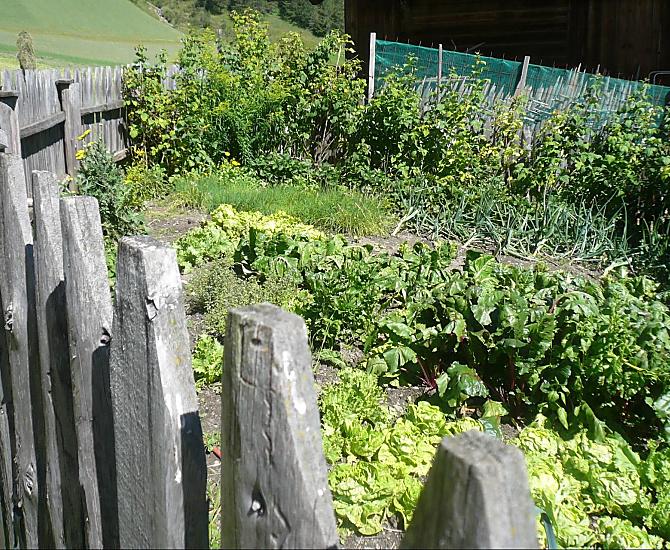 A seconda della disponibilità, ci sono verdure, erbe aromatiche e frutti di bosco dell'orto del maso.