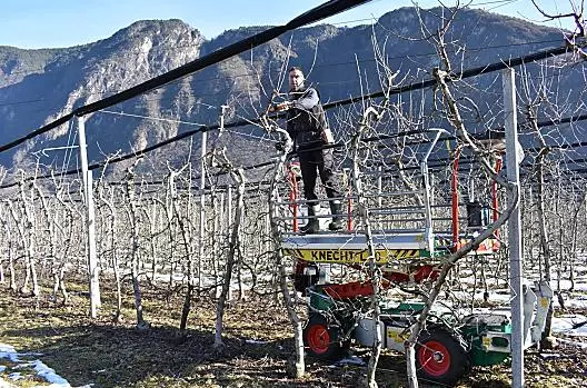 Potatura degli alberi da inizio dicembre a fine febbraio.