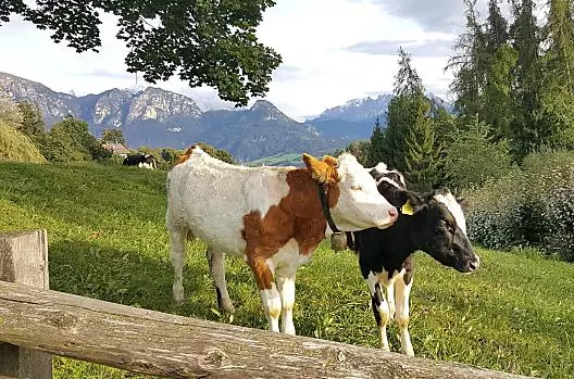I nostri animali godono della libertà sui pascoli verdeggianti, circondati da erba fresca e dall'aria limpida di montagna.