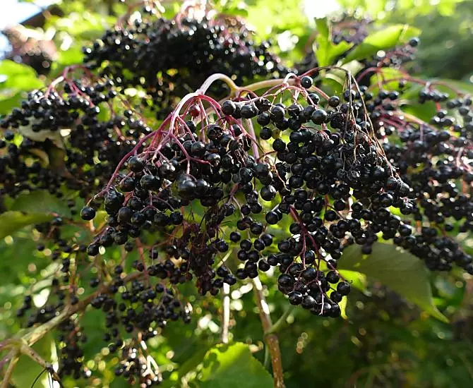 Le bacche mature di sambuco sono i fedeli messaggeri dell’autunno.