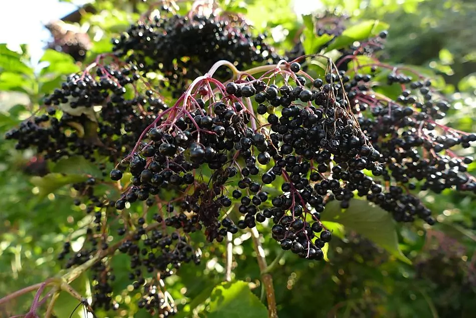 Le bacche mature di sambuco sono i fedeli messaggeri dell’autunno.