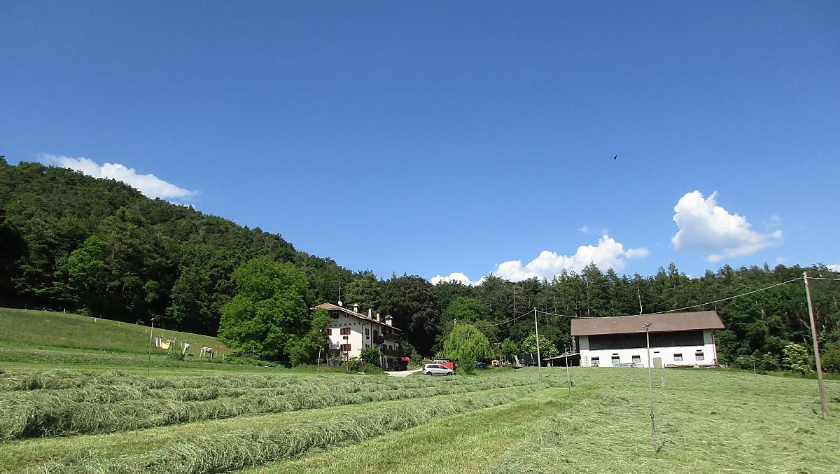 Fienagione