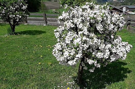 Frühling