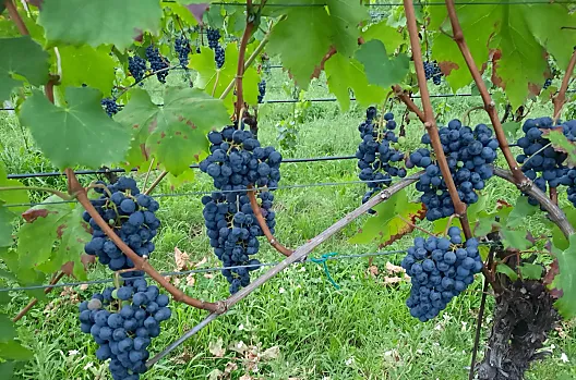 L’uva Lagrein è pronta per la vendemmia.