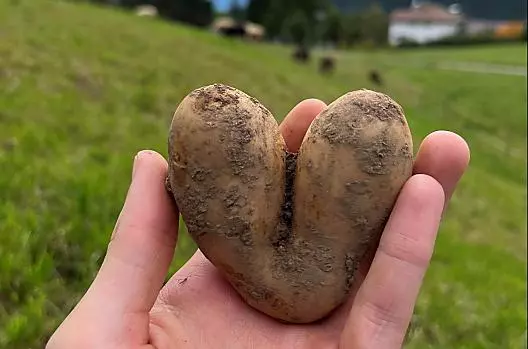 A volte capita di trovare una patata a forma di cuore.