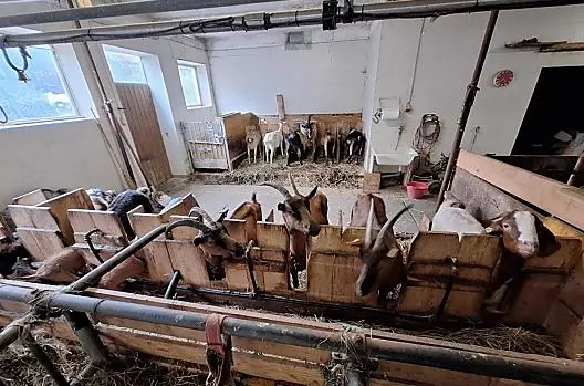Le nostre capre e pecore possono essere visitate durante l’ora della loro alimentazione. In estate si trovano all’alpeggio tra i pascoli verdi.