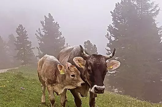 Mucca nutrice con vitello