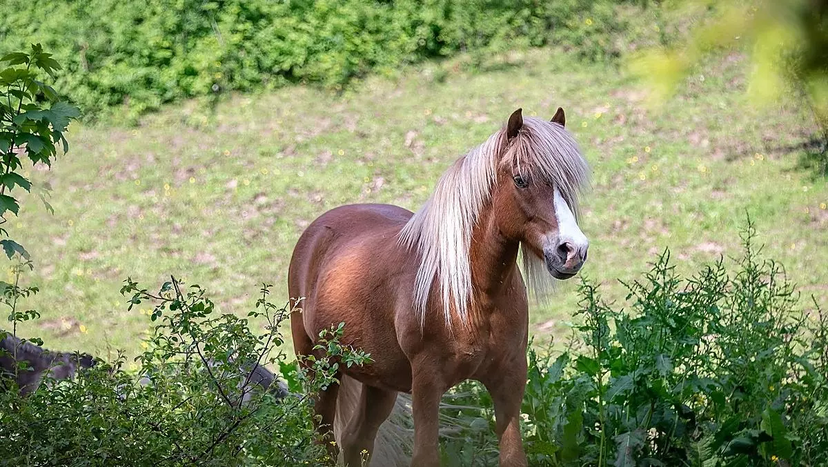 Vigur non vede l’ora di fare una passeggiata a cavallo sul pony.