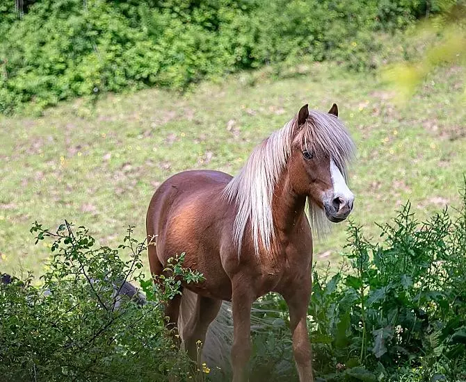 Vigur non vede l’ora di fare una passeggiata a cavallo sul pony.