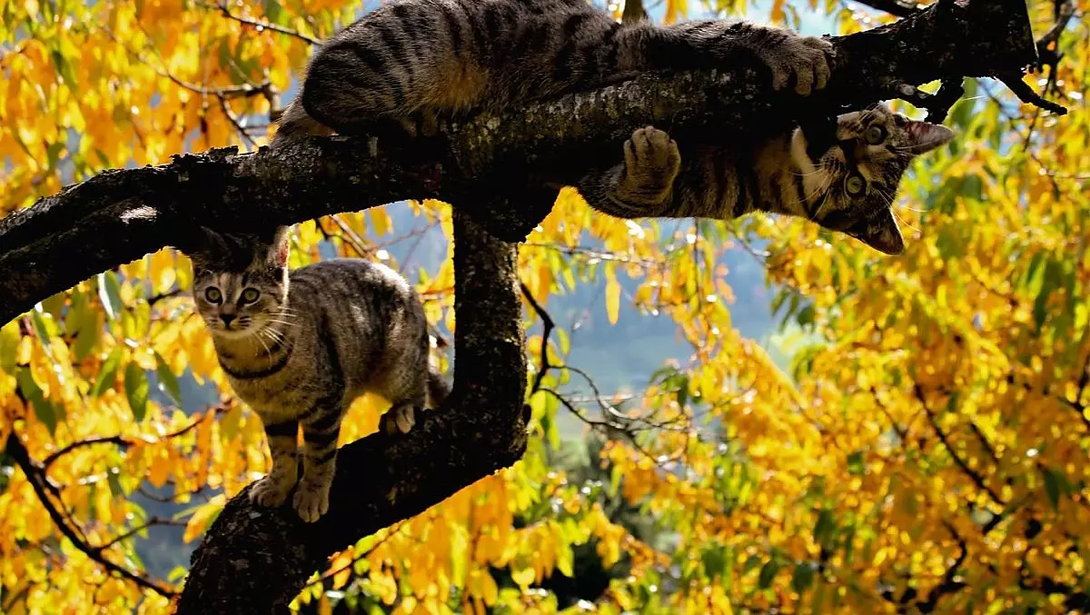 Anche le nostre gatte del maso si godono l’autunno dorato