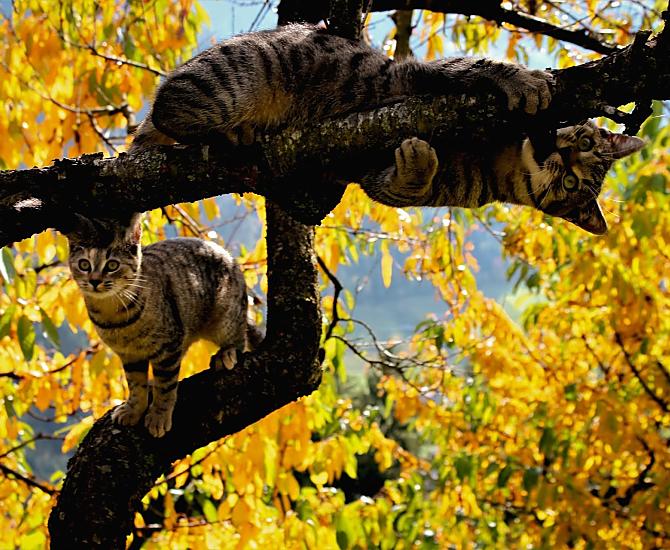 Anche le nostre gatte del maso si godono l’autunno dorato
