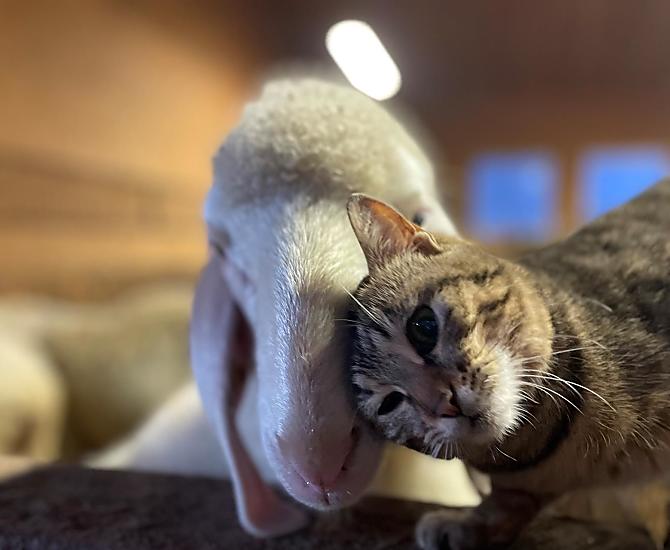 Tutti i nostri animali sono docili e abituati al contatto con le persone