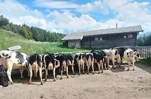 Mucche sui pascoli alpini