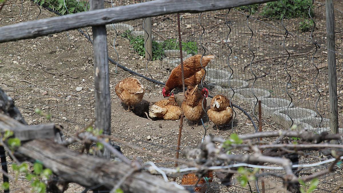 Le nostre galline